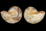 Cut & Polished Agatized Ammonite Fossil- Jurassic #131618-1